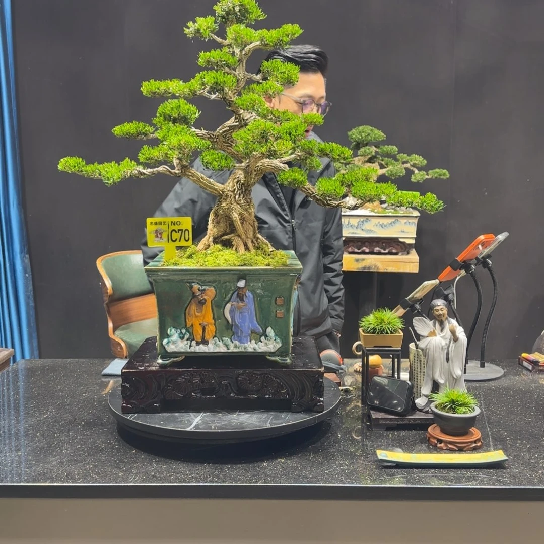 以实际为准黄杨室内室外盆景艺术