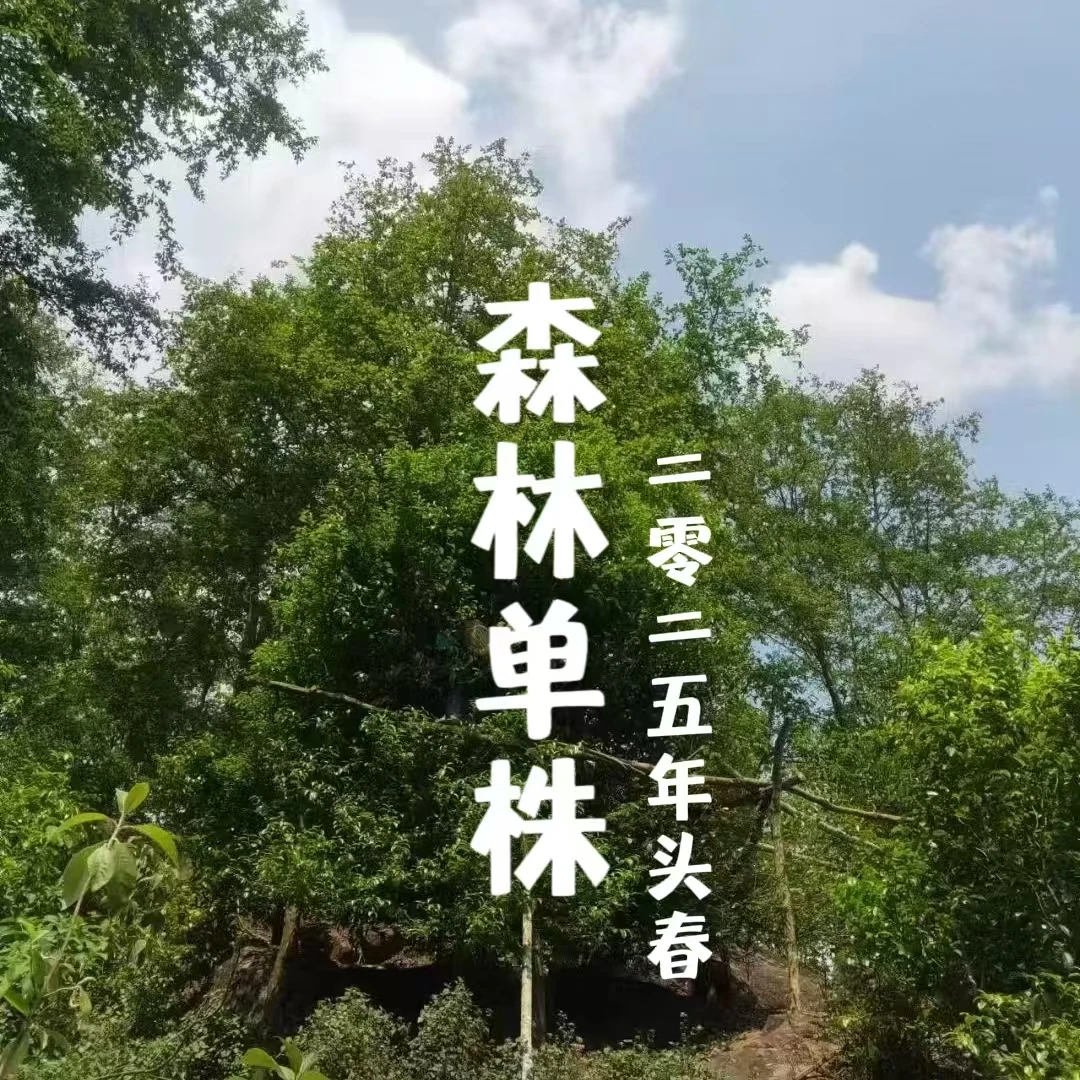 【单株专拍】2025年 邦旭 森林单株 头春古树普洱生茶 散茶