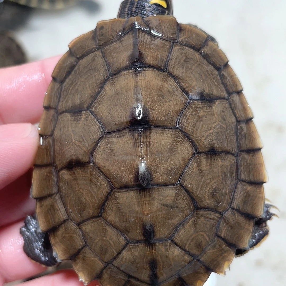 宠物龟不分公母地图7.2