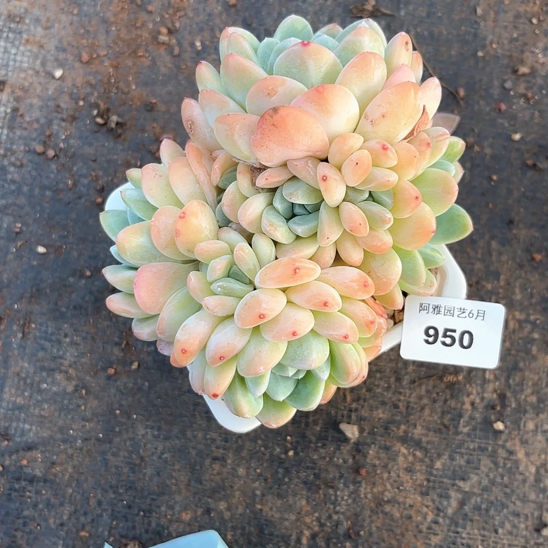 阿雅园艺。    950冰玉群