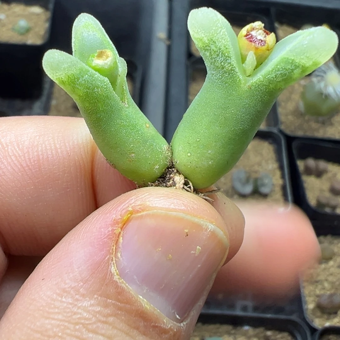 9-80肉锥多肉植物