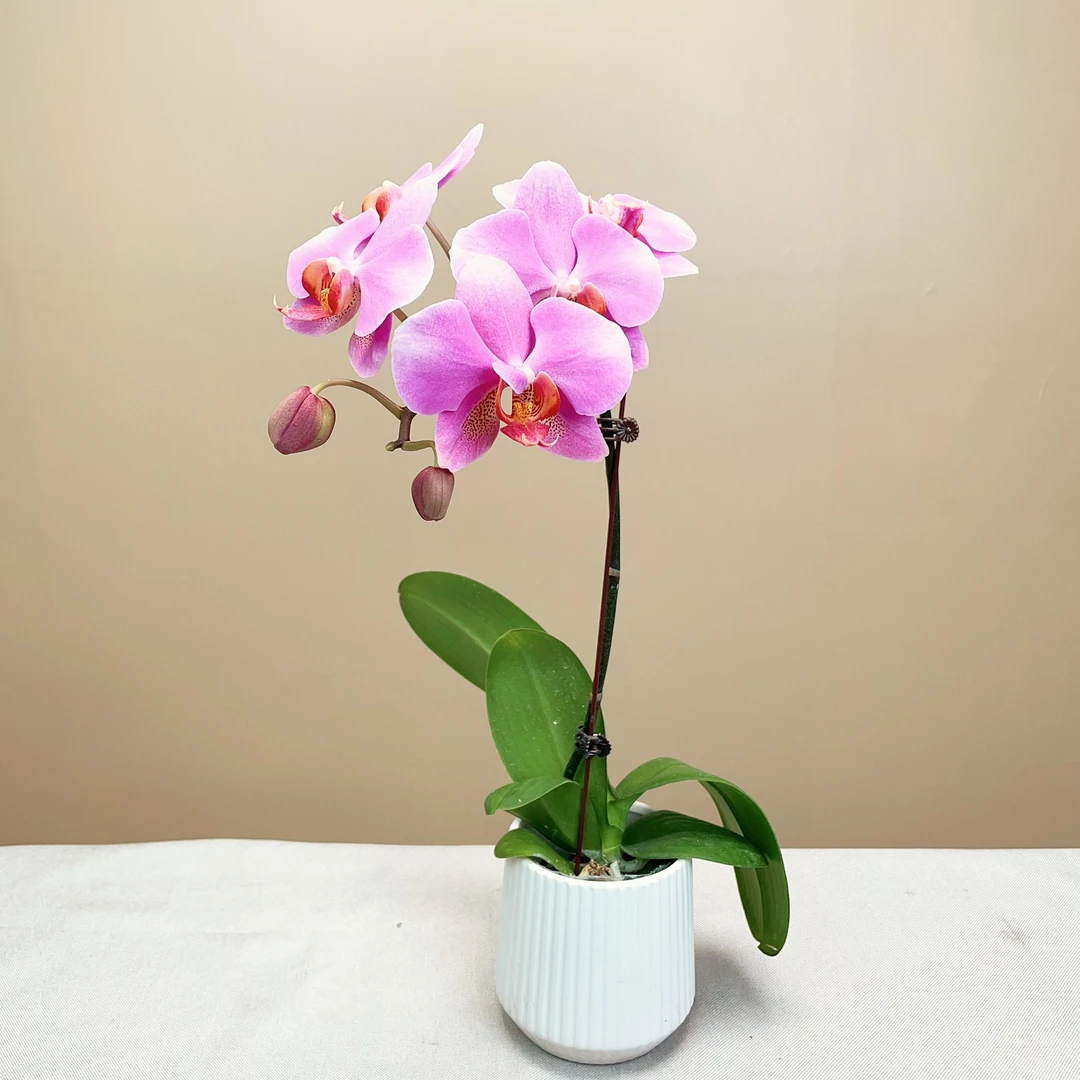 【红韵A10】蝴蝶兰盆栽花卉植物室内绿植小盆景办公室摆件