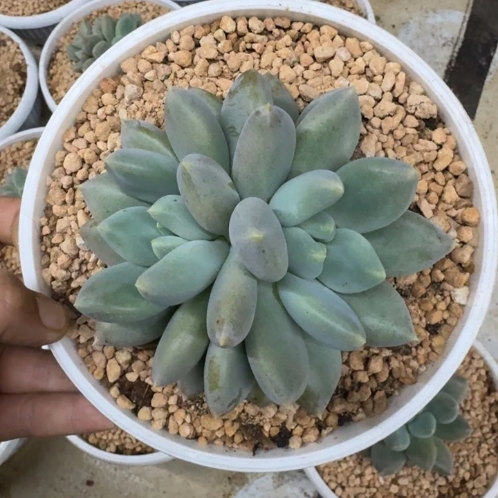 黄胖体 哥特 双头 一物一拍