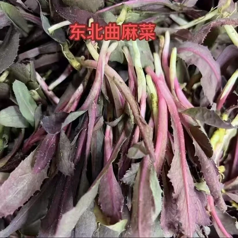 东北新鲜曲麻菜现货发货炸酱苦菜 500g顺丰包邮