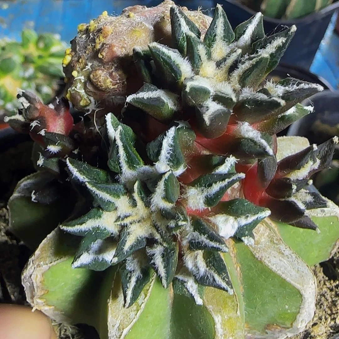 黑牡丹石化278。