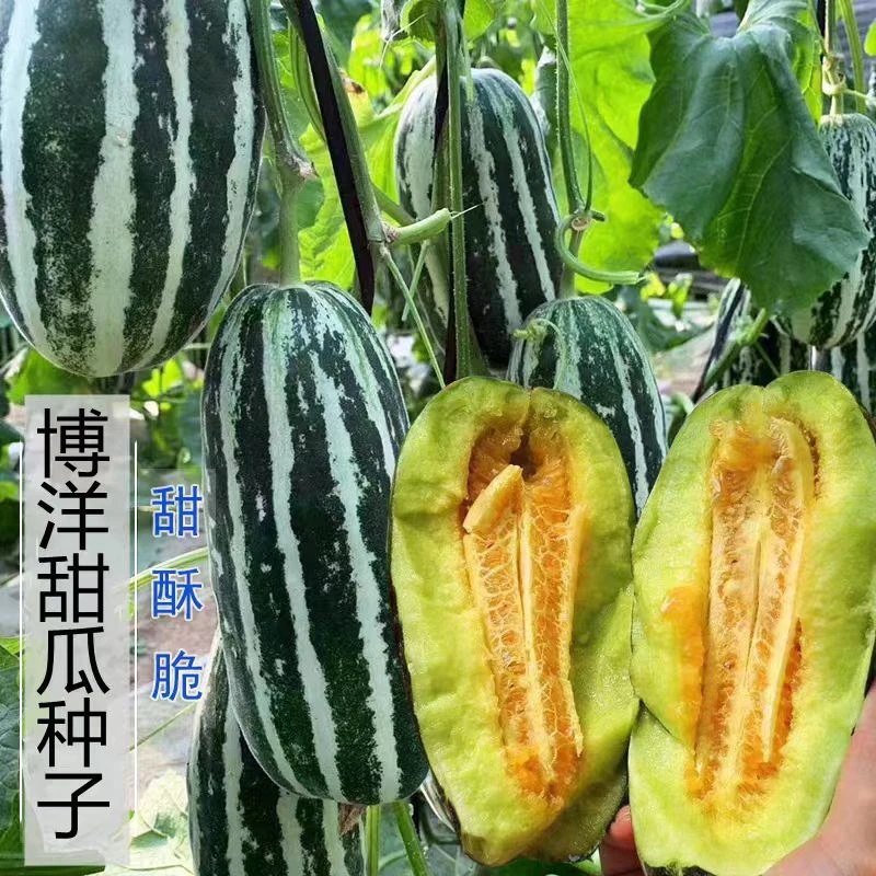 博洋9号甜瓜种子籽正品香瓜酥脆超甜抗病高产春秋季四季盆栽瓜苗