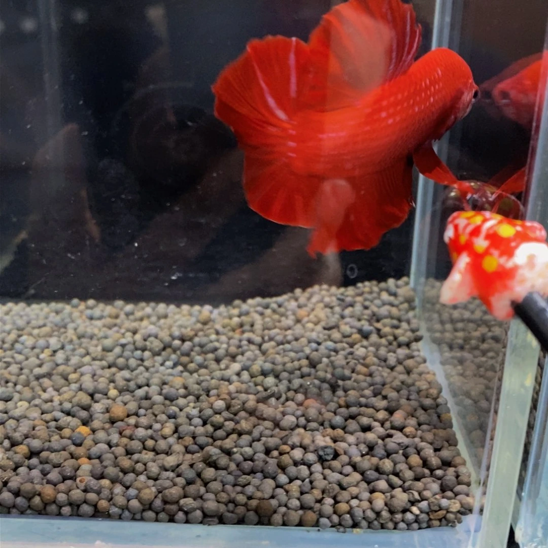 热带鱼公323巨斗