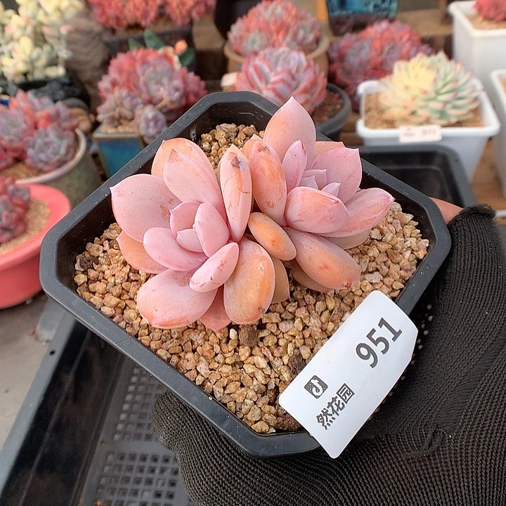 951奶茶多肉植物6666