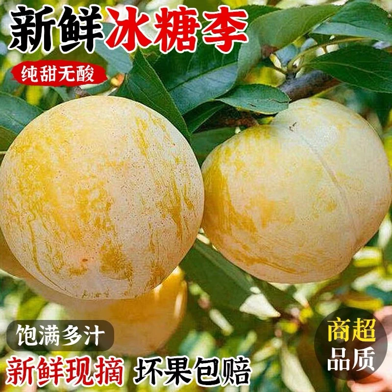 正宗四川冰糖李桃花李大果李子应季新鲜水果包邮整箱蜂糖李黄金李