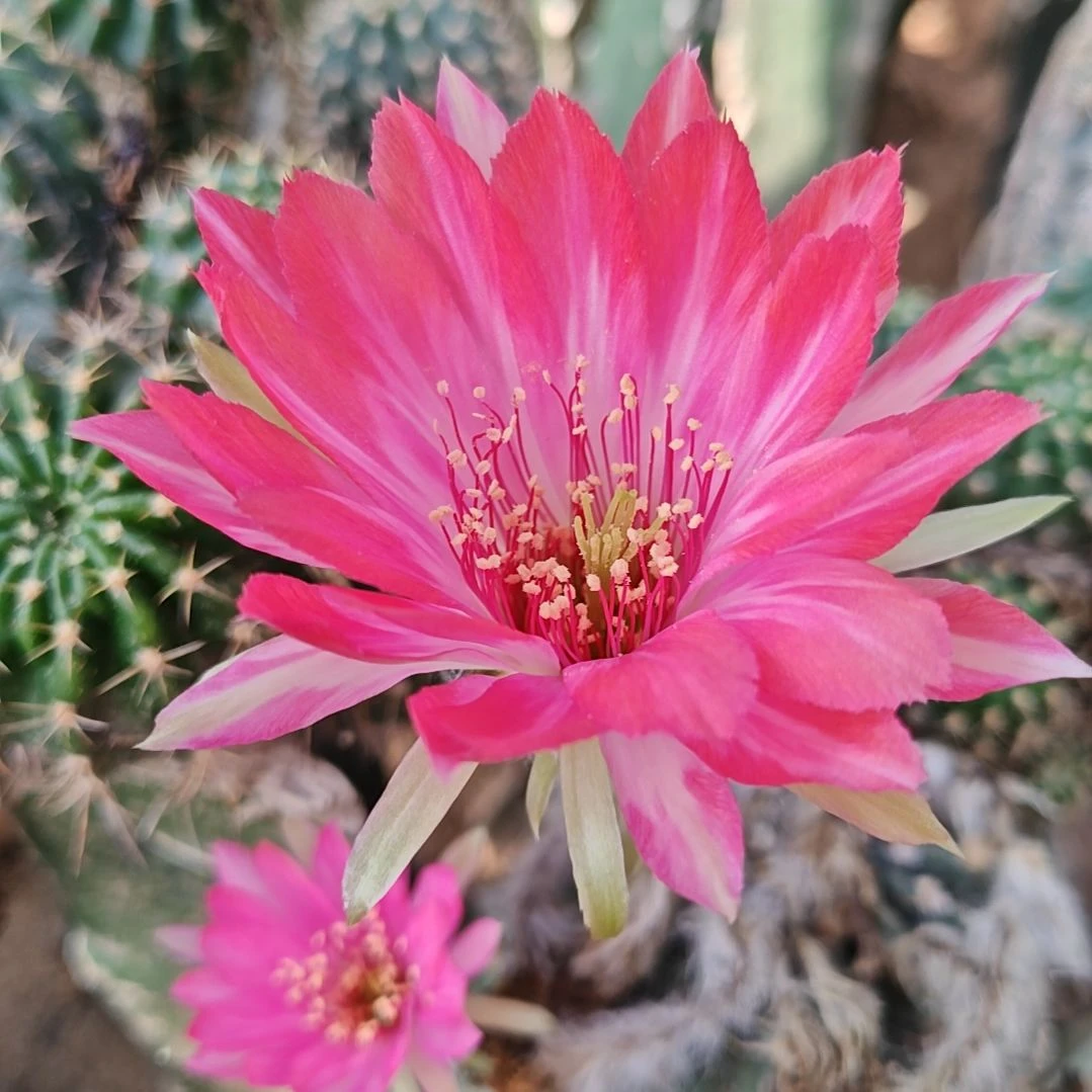 蝉衣侧芽6厘米左右福