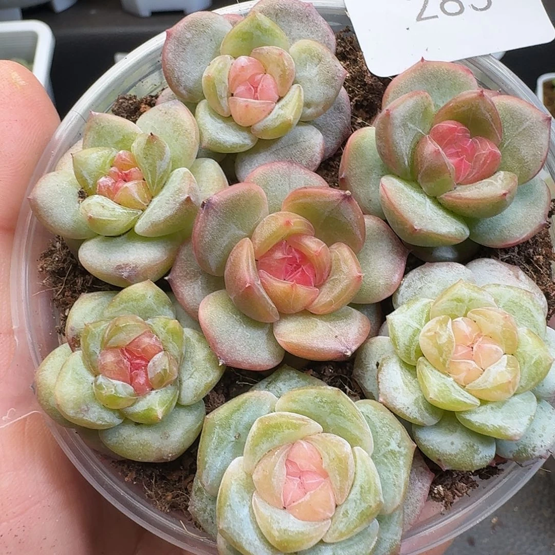 一物一拍一物一拍918-285