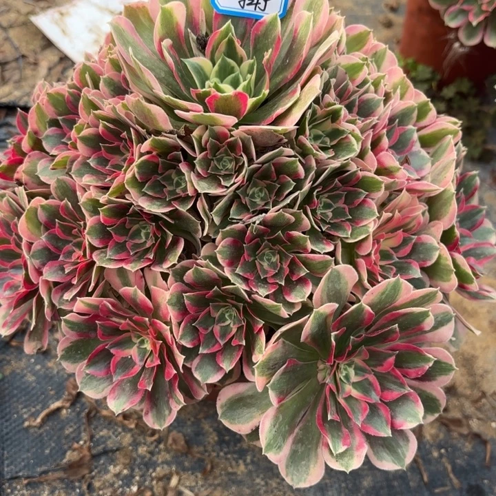 少女多肉法师不包损5