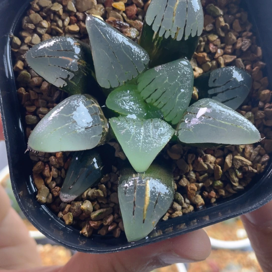 22.十二卷多肉实生克寿。