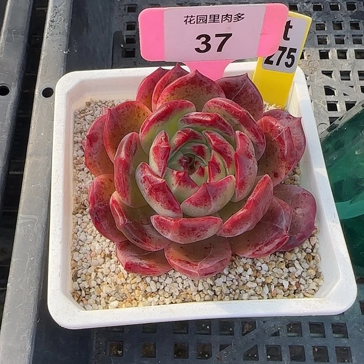 @***开37黑骑士多肉植物10