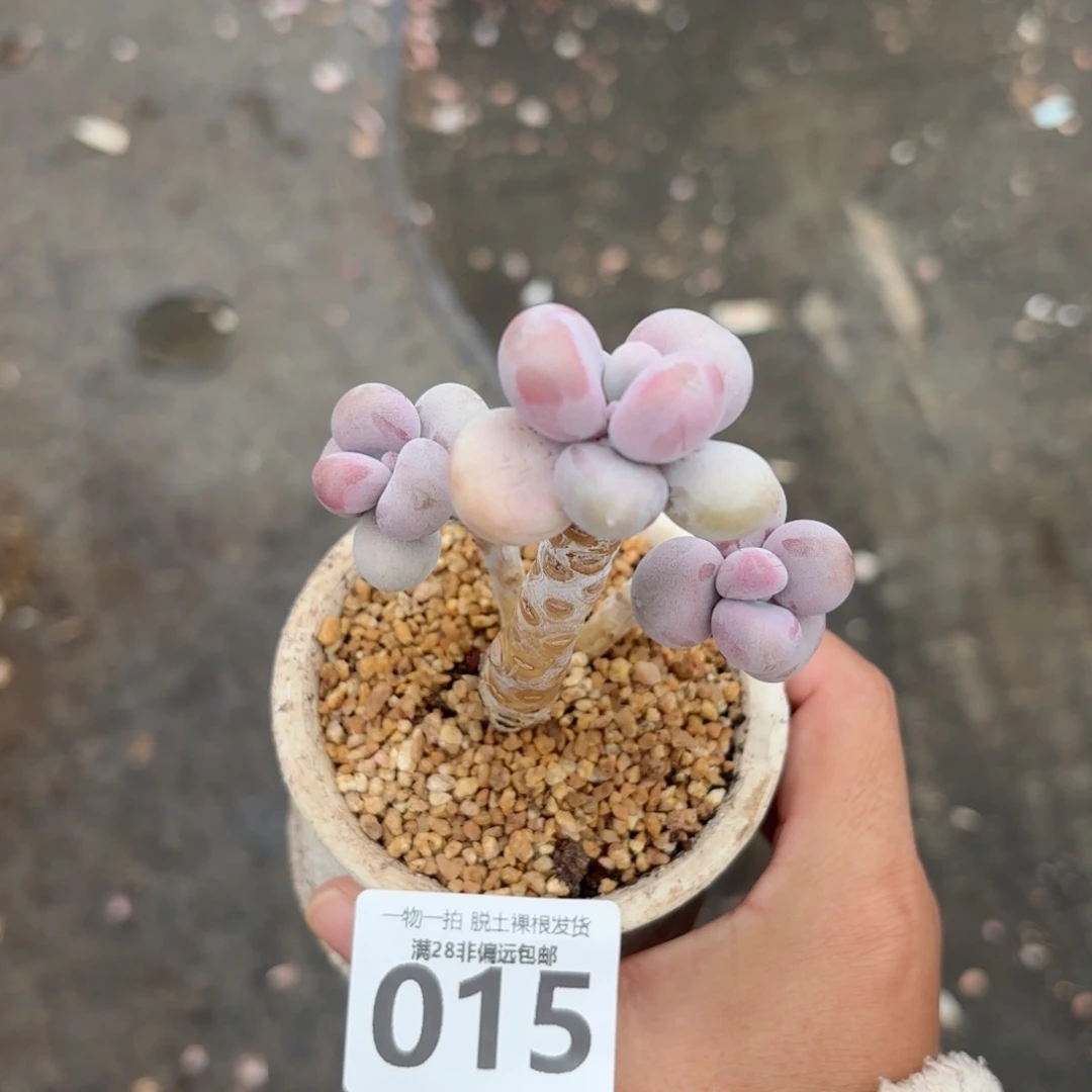 老树腰子蛋老桩无盆土发货
