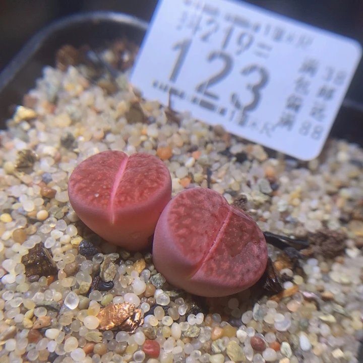 精品生石花219.123