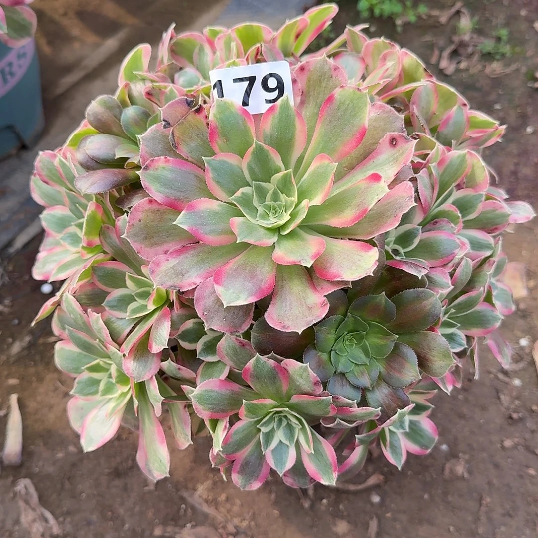 多肉植物叶罗刹179号