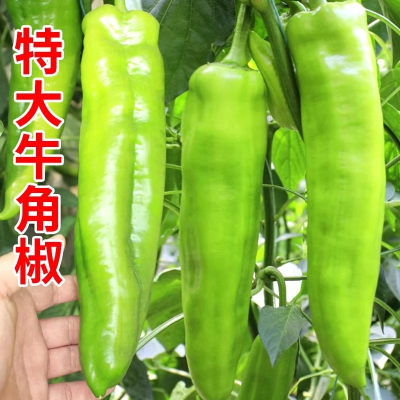【满五包包邮】特大牛角椒辣椒种菜种子四季花卉辣椒籽