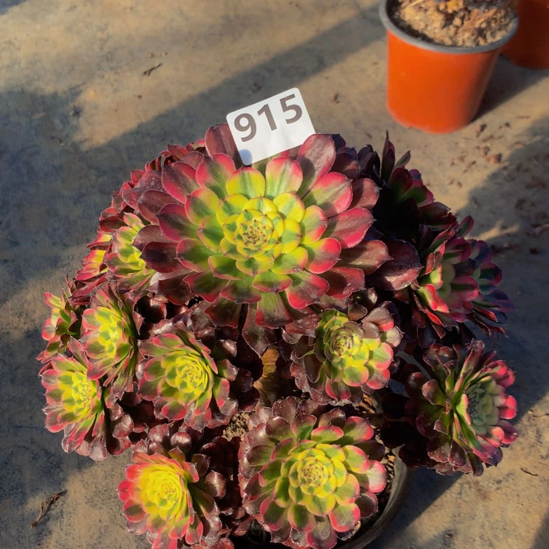 【闪购商品】母****姐维纳斯91500000000000