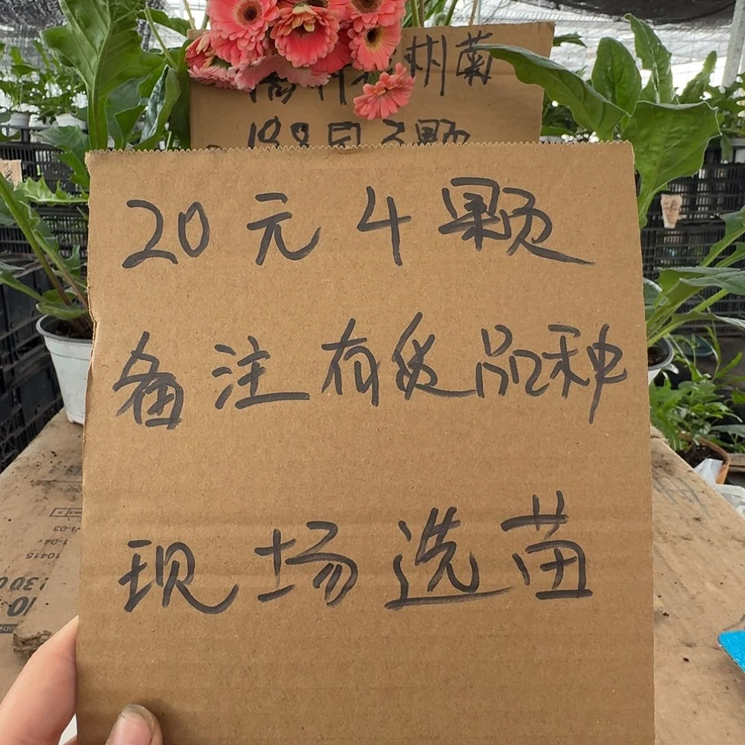 无花朵4颗自己选品种