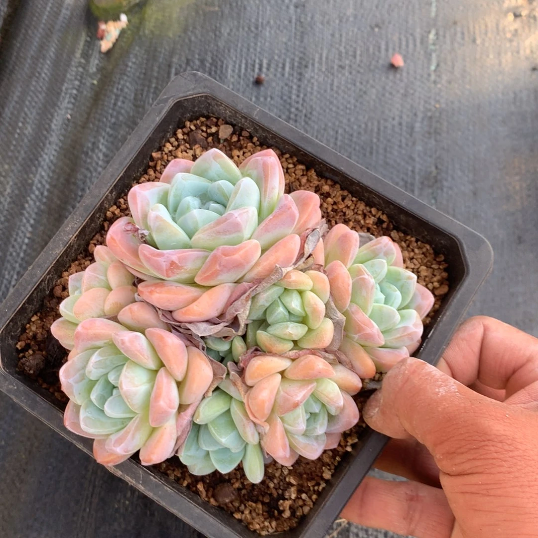 你不在线的就可以把他打