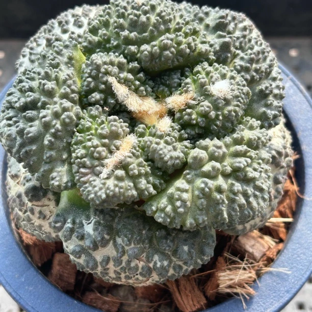 园艺仙人球/牡丹/大尤哥斯拉/b770