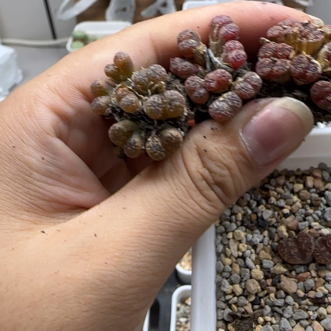 豆***豆7-13当天满38包邮泡泡勋章