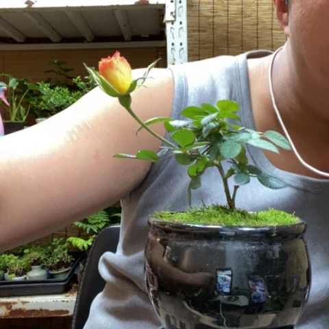 红陶一物一拍所见即所得41