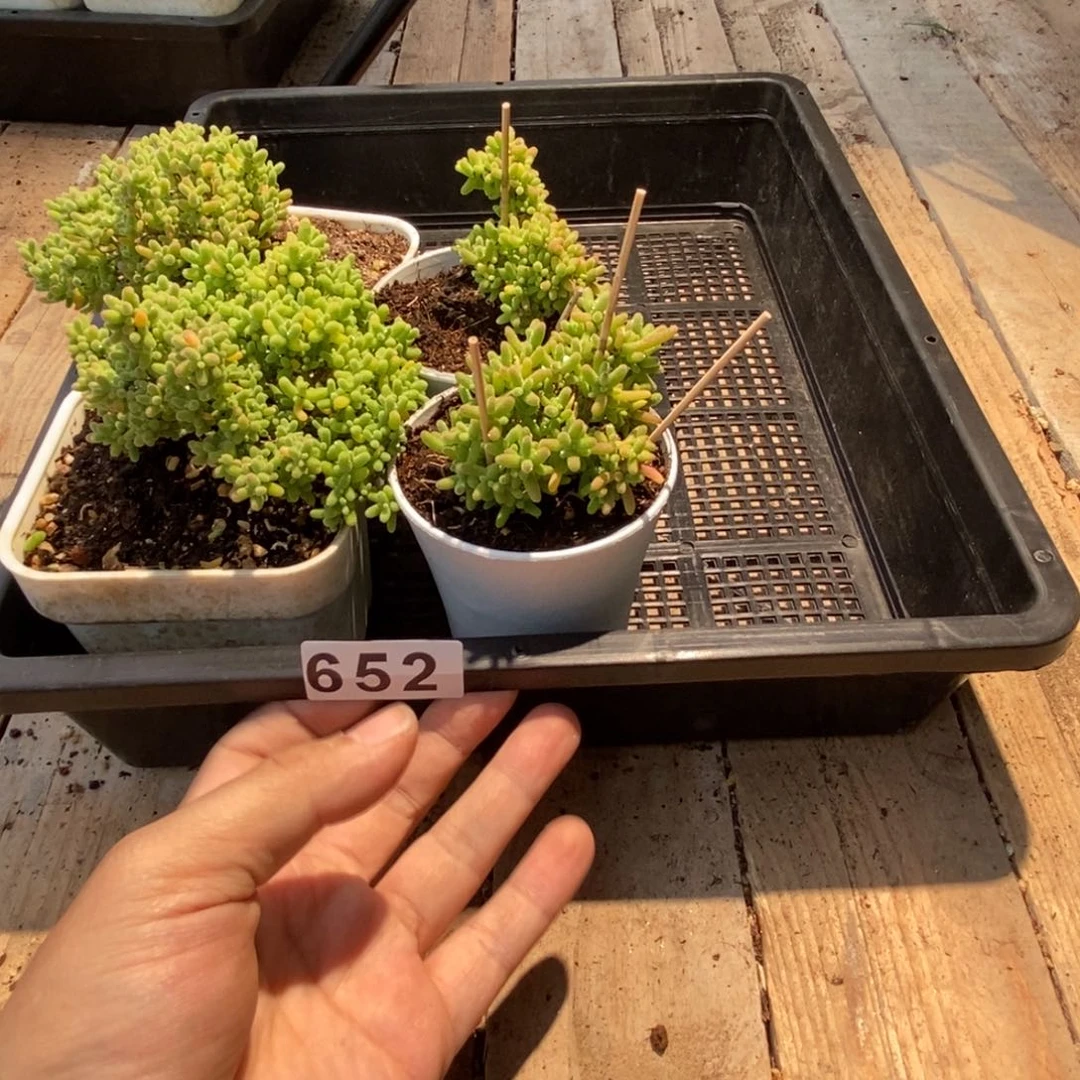 ?***晓枝干番杏多肉植物652