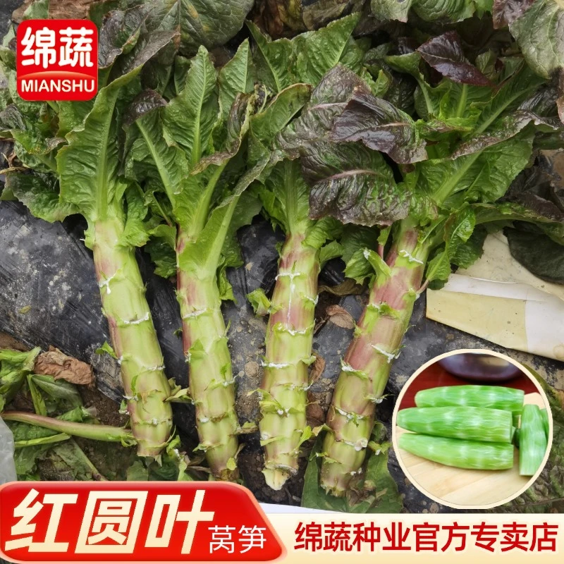 绵蔬【绵蔬红蒄】耐寒、肉绿、皮浅紫红圆叶莴笋简单蔬菜莴苣种子高产