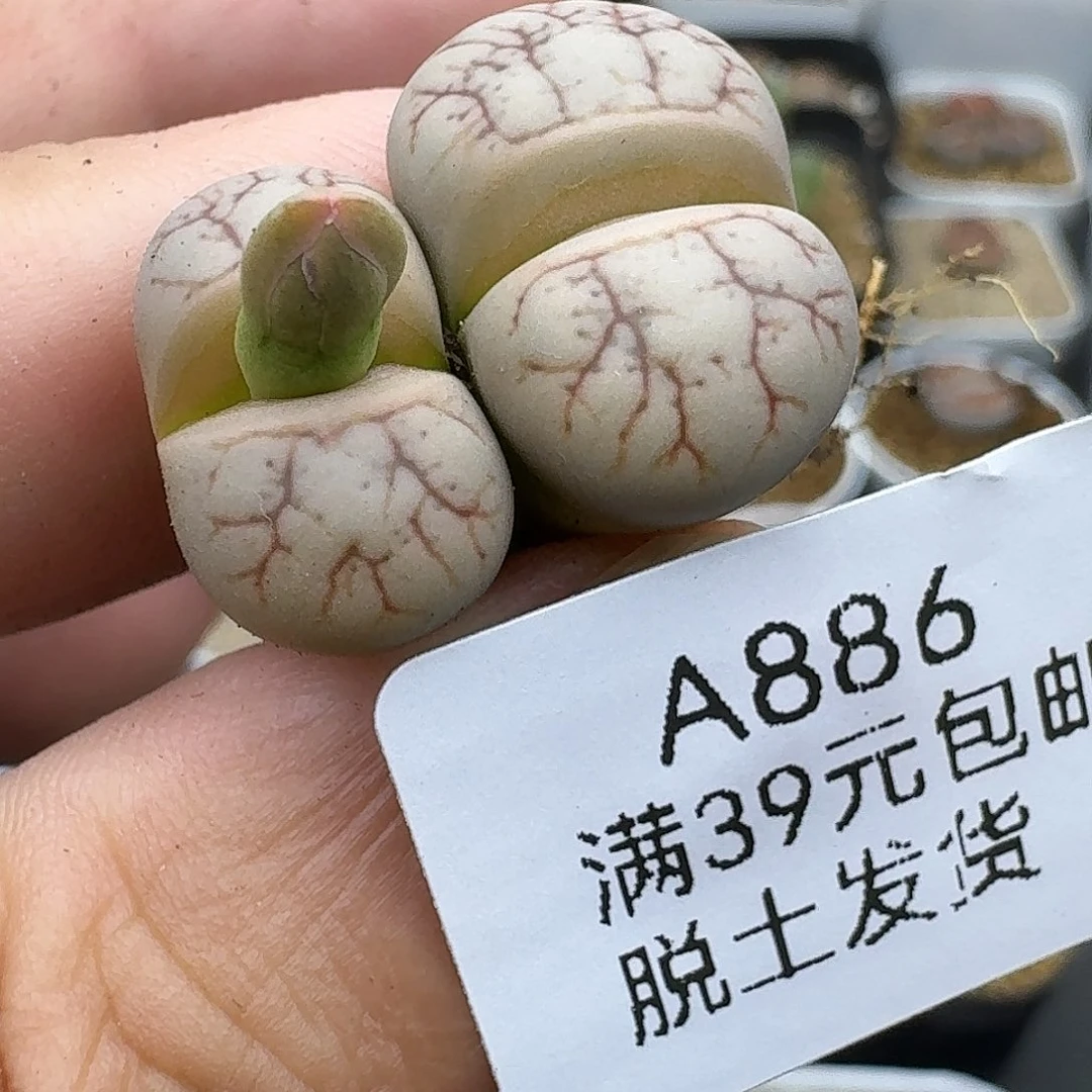 886多肉哈哈哈哈哈哈哈