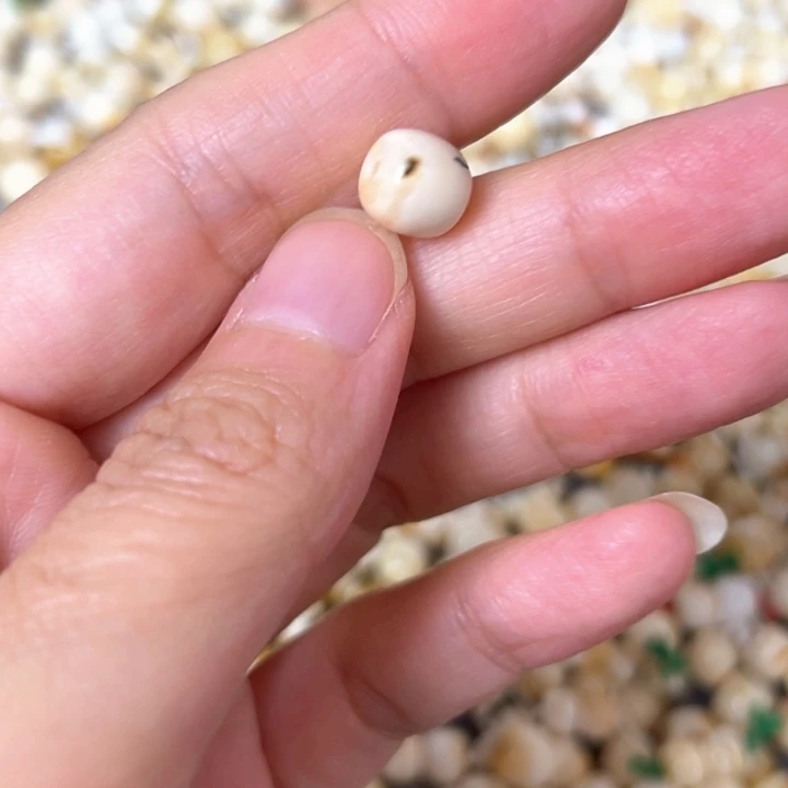 裸石蜜蜡未镶嵌8.5mm一个