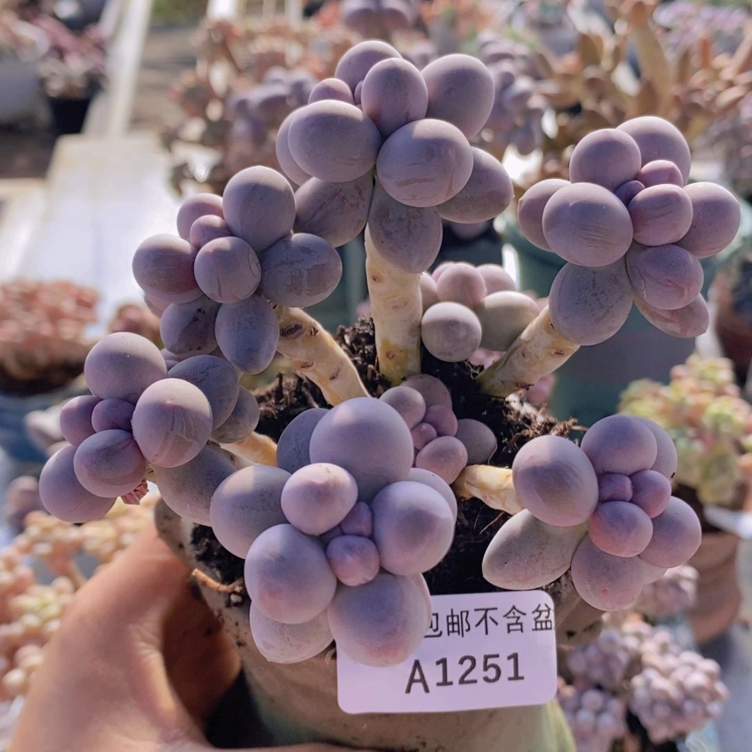 香水手指奶10cm1251多肉植物