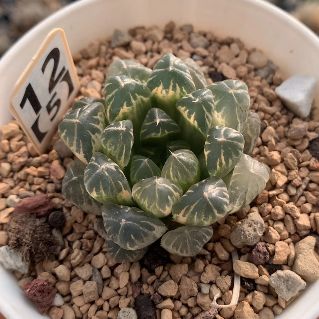 125实生玉露多肉植物