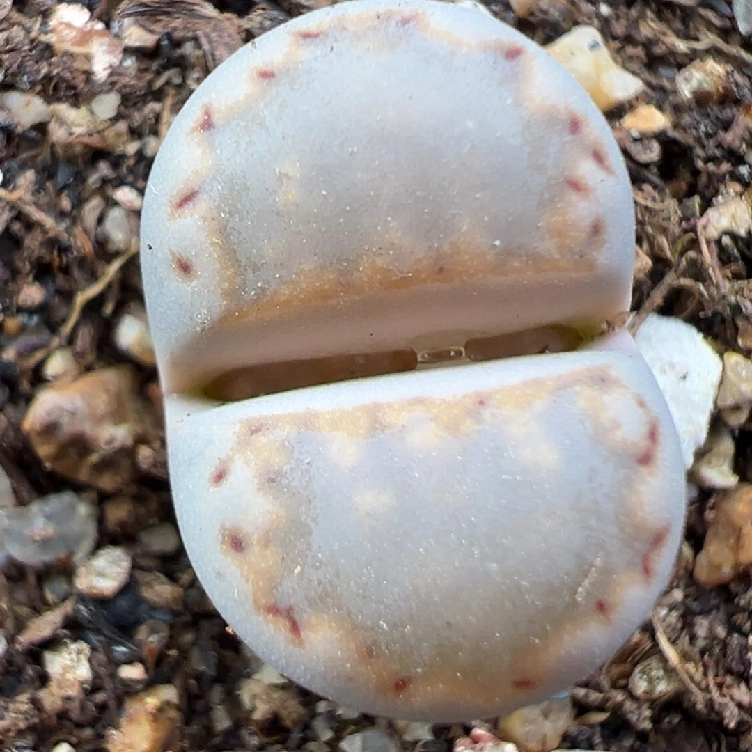 12.1好看的多肉脱土发货914