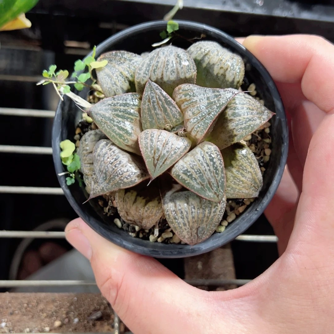 茶*3657多肉植物一颗