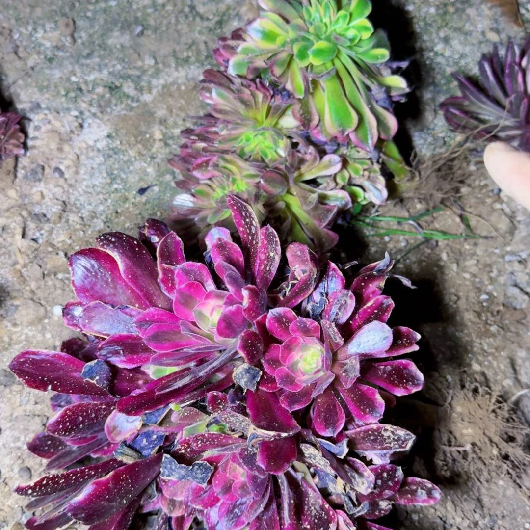 美杜莎加红袖缀化满20包邮