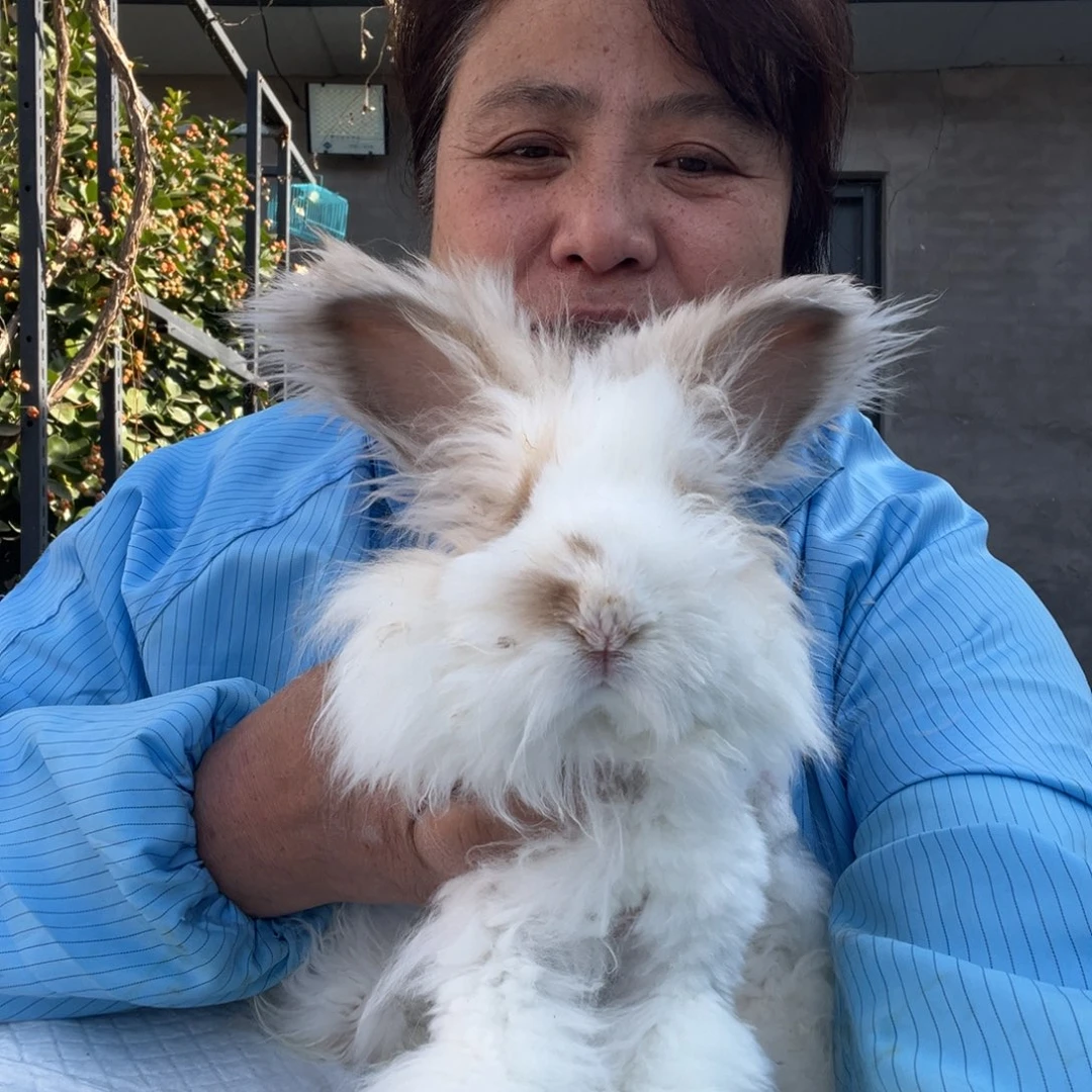 英系安哥拉宠物兔子