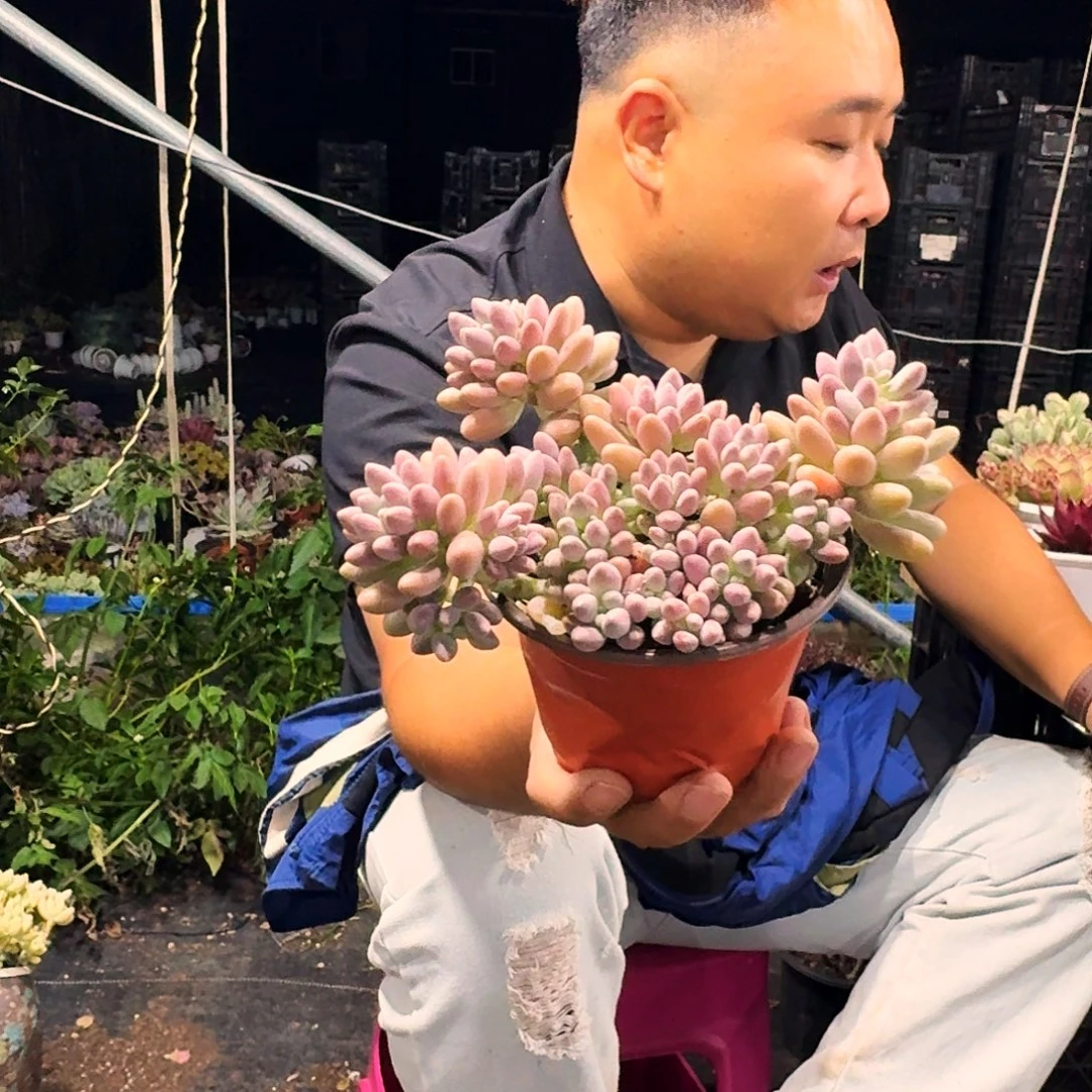 星黛露120多肉植物
