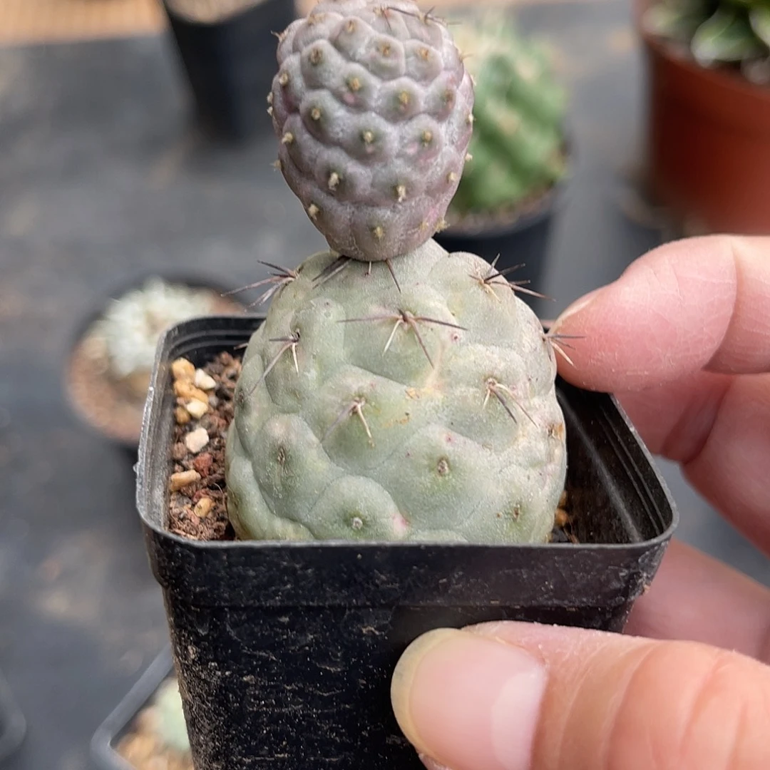 雪人习志野仙人球一物一拍