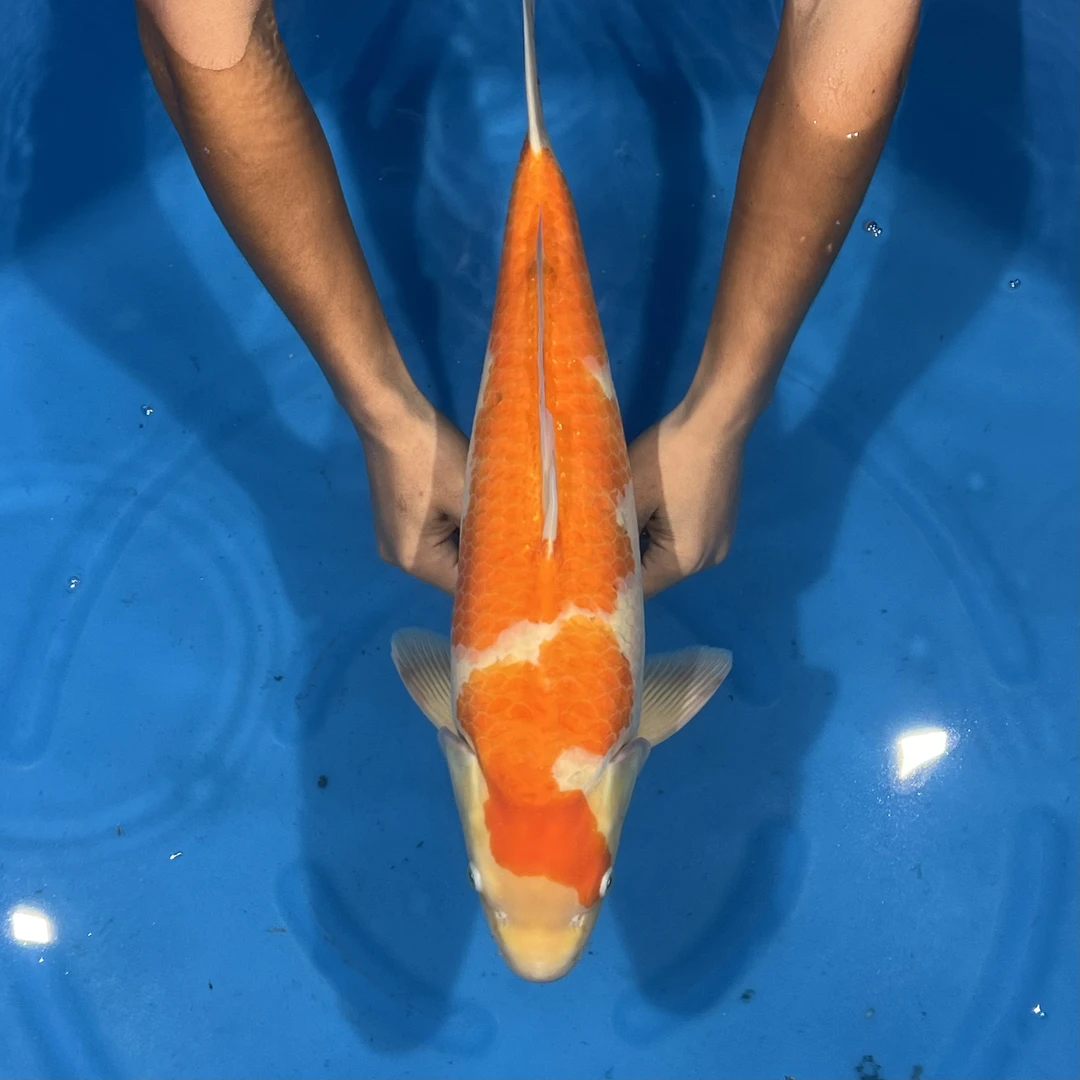 阪井出品红白母鱼锦鲤（茅台亲哥）【实际以直播间为准】