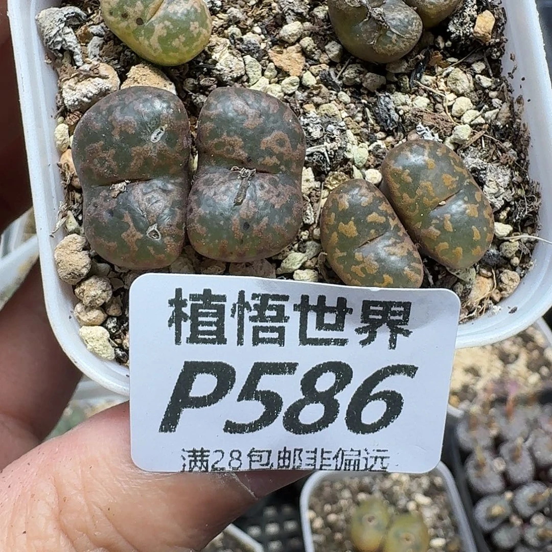 的植物的润泽fhjnm