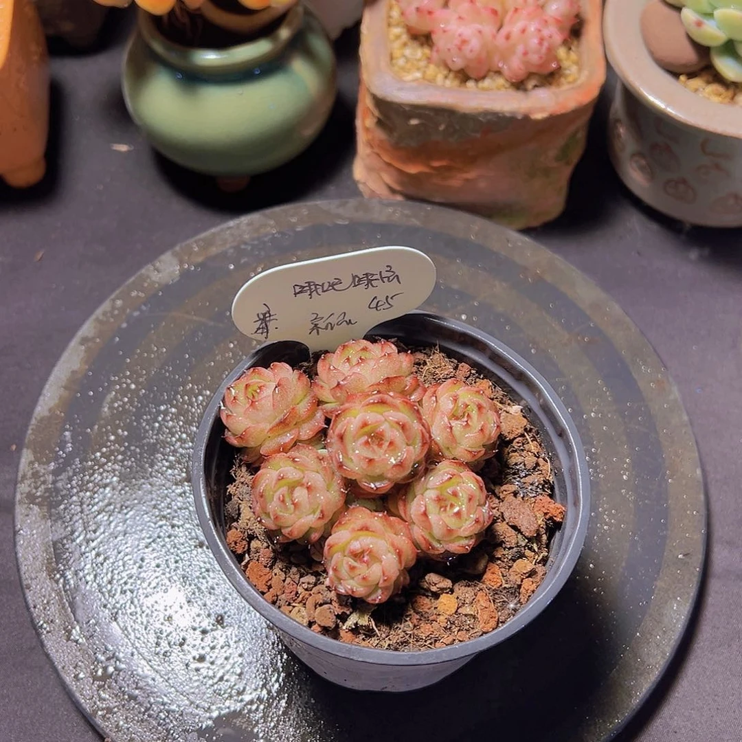 哦**宝新品，多肉植物