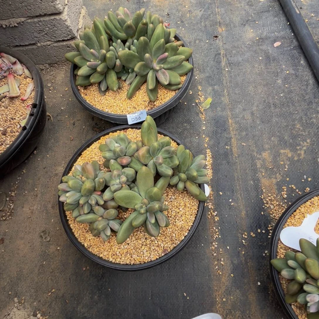 娟**?d 56两颗糖果美人群生