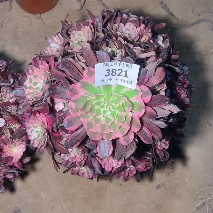 无花朵女*氓3821红彤白多肉植物2号