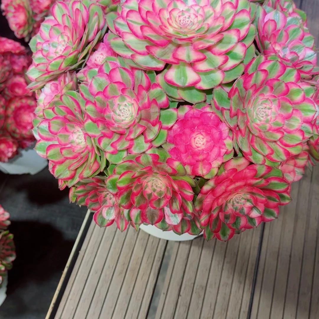 H***无花朵dnnssnnddndndnndsn