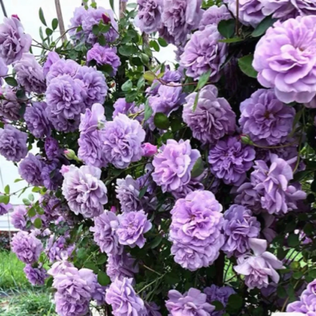 《顺丰包邮》蓝色阴雨爬藤月季花庭院阳台四季开花植物盆栽