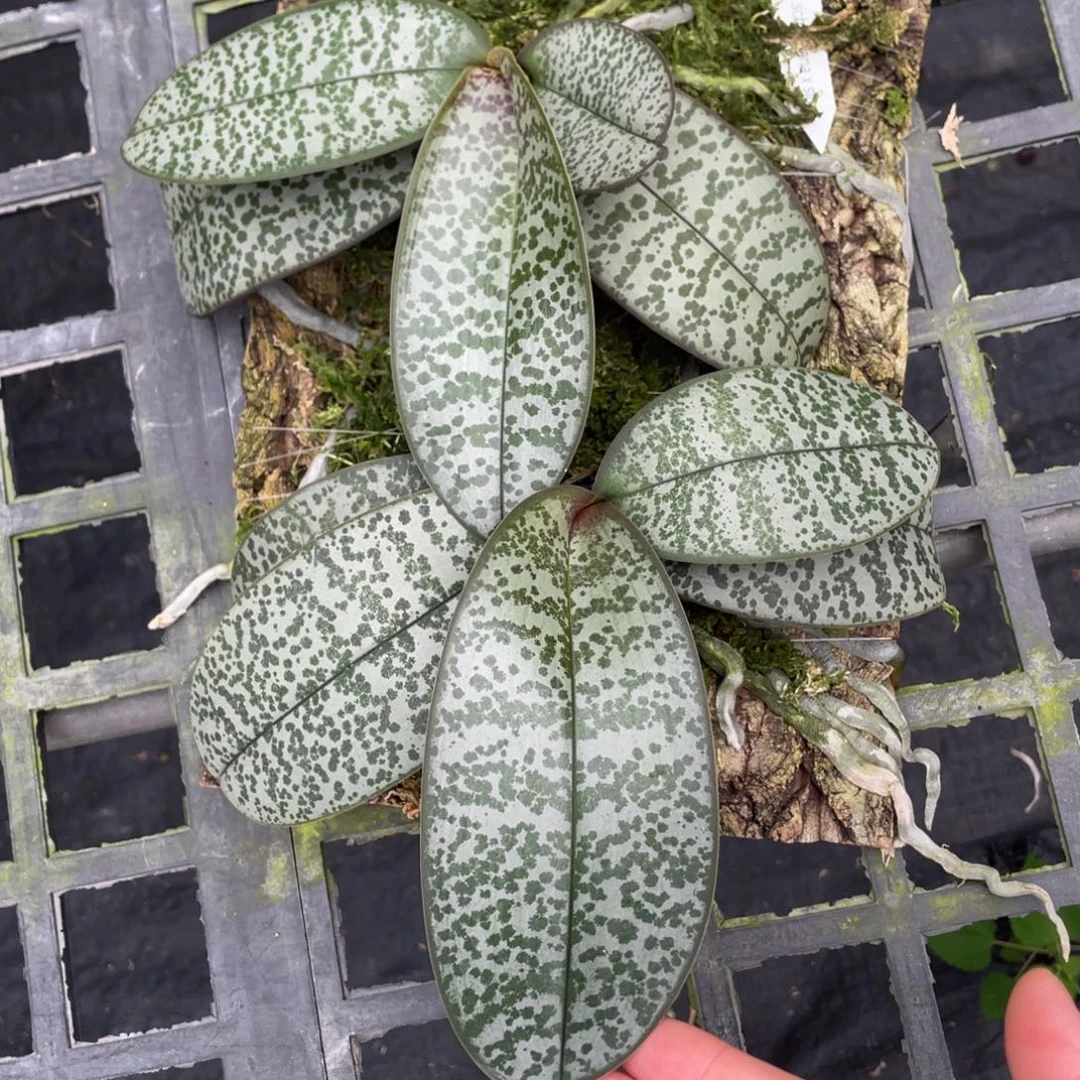 当前无花栽培后可以开花2颗西板植