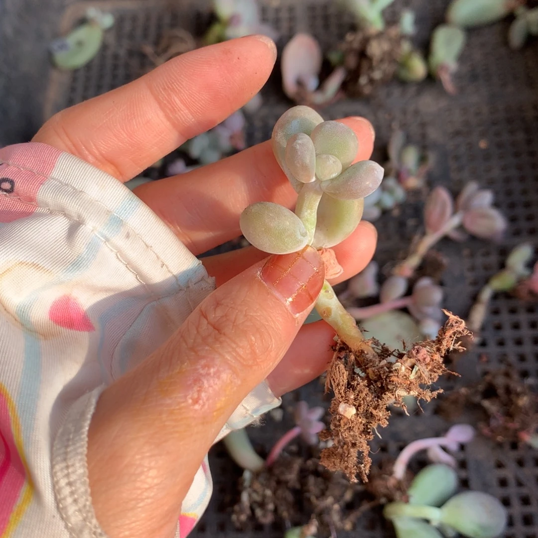 奶酪哈狗和后给哥哥象牙