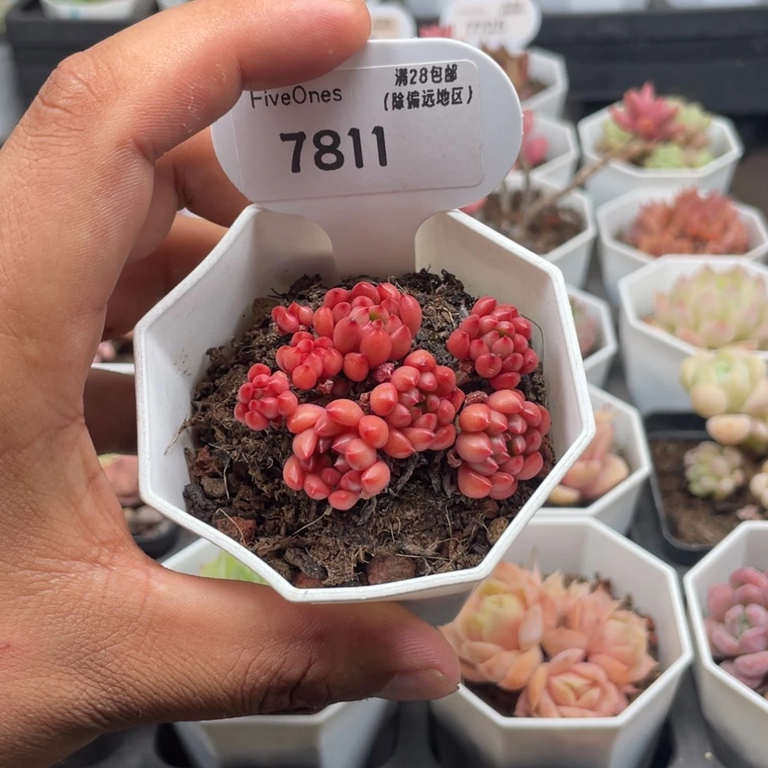 7011红宝石5.0厘米